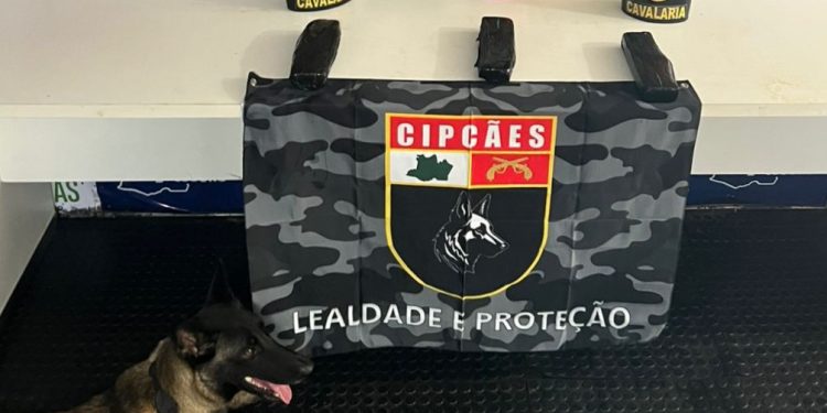 Cadela fareja drogas