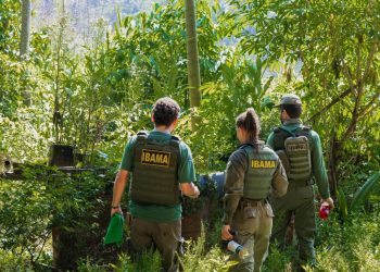 Ibama recebe maior investimento do Fundo Amazônia para fortalecer fiscalização ambiental na Amazônia Legal O anúncio foi feito pelo Presidente Lula, no Palácio do Planalto, onde destacou compromisso com a preservação da Amazônia Brasília/DF (03/06) - O Instituto Brasileiro do Meio Ambiente e dos Recursos Naturais Renováveis (Ibama) teve aprovado pelo Banco Nacional de Desenvolvimento Econômico e Social (BNDES) o projeto Fortalecimento da Fiscalização Ambiental para o Controle do Desmatamento Ilegal na Amazônia – FortFisc, o maior da história do Fundo Amazônia e do próprio Ibama, com aporte de R$ 825,7 milhões. O investimento foi anunciado pelo presidente Luiz Inácio Lula da Silva, nessa terça-feira (3/6), no Palácio do Planalto, em Brasília (DF). Ao lado da ministra do Meio Ambiente e Mudança do Clima, Marina Silva, e dos presidentes do Banco Nacional de Desenvolvimento Econômico e Social (BNDES), Aloizio Mercadante, e do Ibama, Rodrigo Agostinho, foi formalizada a aprovação do FortFisc. A iniciativa está alinhada às diretrizes do Plano de Prevenção e Controle do Desmatamento na Amazônia Legal (PPCDAm), da Estratégia Nacional para REDD+ (ENREDD+) e da Política Nacional sobre Mudança do Clima (PNMC). O FortFisc representa um marco no combate aos ilícitos ambientais e tem como objetivo ampliar significativamente a capacidade de controle, fiscalização e monitoramento ambiental do Ibama na Amazônia Legal. O projeto está estruturado em cinco eixos estratégicos: * Fiscalização remota do desmatamento – Desenvolvimento de plataforma integrada com uso de inteligência geoespacial para fiscalização remota, identificação e responsabilização mais eficiente dos infratores ambientais. A tecnologia também apoiará políticas públicas e o monitoramento de territórios indígenas e áreas protegidas. * Sistemas informatizados de fiscalização ambiental – Modernização e criação de sistemas para acelerar e aprimorar o processo de responsabilização ambiental, controle da cadeia do mercúrio e emissão de certidões ambientais, promovendo maior transparência. * Meios operacionais – Aquisição de equipamentos e infraestrutura, incluindo bases fixas e móveis, sistemas de comunicação, depósitos para bens apreendidos e a construção da nova sede da Escola de Meio Ambiente do Ibama, voltada à capacitação continuada dos servidores e dos integrantes do Sisnama. * Meios aéreos – Ampliação da frota com aeronaves de médio porte e drones para intensificar as ações de comando e controle contra desmatamento, garimpo ilegal, incêndios florestais e emergências ambientais, além da instalação de bases aéreas estratégicas na região amazônica. * Gestão e governança – Estruturação de equipe técnica dedicada e realização de capacitações e eventos técnico-científicos para garantir a efetiva implementação do projeto ao longo de cinco anos. Com esse investimento sem precedentes, o Ibama reforça seu papel central na execução do Plano de Ação para Prevenção e Controle do Desmatamento na Amazônia Legal (PPCDAm), liderado pelo Ministério do Meio Ambiente e Mudança do Clima. Após dois anos de expressiva queda nas taxas de desmatamento na Amazônia – 22% em 2023 e 31% em 2024 –, o FortFisc chega para consolidar os avanços e contribuir para que o Brasil alcance a meta de desmatamento zero até 2030. “Nos últimos dois anos, o Ibama intensificou suas operações na Amazônia Legal, com destaque para o aumento no número de processos administrativos instaurados por infrações relacionadas à flora. Em 2024, foram registrados 3.387 processos, com previsão de 3.695 para 2025, conforme metas estabelecidas na Portaria nº 108/2024’, com o investimento do Fundo Amazônia o Ibama poderá trabalhar no combate aos ilícitos contanto com o aporte de recursos humanos e de materiais”, afirmou o diretor de Fiscalização Ambiental do Ibama, Jair Schmitt. Para o presidente do Ibama, Rodrigo Agostinho, a assinatura do projeto Fortalecimento da Fiscalização Ambiental para o Controle do Desmatamento Ilegal na Amazônia (FortFisc) no valor de R$ 825,7 milhões, reforça significativamente a capacidade operacional do Ibama no combate aos ilícitos ambientais, consolidando os avanços obtidos nos últimos anos e impulsionando-nos rumo à meta de desmatamento zero até 2030. Um compromisso não apenas com a população da Amazônia, mas com o nosso país, concluiu Agostinho. Os esforços de combate ao desmatamento realizados pelo Ibama compõem o Plano de Ação para Prevenção e Controle do Desmatamento na Amazônia Legal (PPCDAm), liderado pelo Ministério do Meio Ambiente e Mudança do Clima. Fundo Amazônia Gerido pelo BNDES sob coordenação do Ministério do Meio Ambiente e Mudança do Clima (MMA), o Fundo Amazônia capta recursos para prevenir, monitorar e combater o desmatamento, e promover a conservação e o uso sustentável da Amazônia Legal. Também apoia o desenvolvimento de sistemas de monitoramento e controle do desmatamento no restante do Brasil e em outros países tropicais. Com uma carteira de 128 projetos apoiados, no valor de aproximadamente R$ 3,3 bilhões, o Fundo Amazônia já aprovou recursos para projetos em todos os eixos de execução do PPCDAm, desde de projetos de promoção da produção sustentável, gerando renda e melhores condições de vida para os povos e comunidades tradicionais que mantêm a floresta em pé, atingindo mais de 500 organizações comunitárias e mais de 200 mil pessoas, a projetos de ordenamento territorial que já beneficiaram povos indígenas em mais de 120 terras indígenas. O Fundo Amazônia apoia também ações de monitoramento, comando e controle e, recentemente, aprovou projetos dos Corpos de Bombeiros dos nove estados da Amazônia Legal para combate e prevenção de combates florestais. Mais informações sobre cada um dos projetos apoiados estão disponíveis no site do Fundo Amazônia.