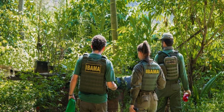 Ibama recebe maior investimento do Fundo Amazônia para fortalecer fiscalização ambiental na Amazônia Legal O anúncio foi feito pelo Presidente Lula, no Palácio do Planalto, onde destacou compromisso com a preservação da Amazônia Brasília/DF (03/06) - O Instituto Brasileiro do Meio Ambiente e dos Recursos Naturais Renováveis (Ibama) teve aprovado pelo Banco Nacional de Desenvolvimento Econômico e Social (BNDES) o projeto Fortalecimento da Fiscalização Ambiental para o Controle do Desmatamento Ilegal na Amazônia – FortFisc, o maior da história do Fundo Amazônia e do próprio Ibama, com aporte de R$ 825,7 milhões. O investimento foi anunciado pelo presidente Luiz Inácio Lula da Silva, nessa terça-feira (3/6), no Palácio do Planalto, em Brasília (DF). Ao lado da ministra do Meio Ambiente e Mudança do Clima, Marina Silva, e dos presidentes do Banco Nacional de Desenvolvimento Econômico e Social (BNDES), Aloizio Mercadante, e do Ibama, Rodrigo Agostinho, foi formalizada a aprovação do FortFisc. A iniciativa está alinhada às diretrizes do Plano de Prevenção e Controle do Desmatamento na Amazônia Legal (PPCDAm), da Estratégia Nacional para REDD+ (ENREDD+) e da Política Nacional sobre Mudança do Clima (PNMC). O FortFisc representa um marco no combate aos ilícitos ambientais e tem como objetivo ampliar significativamente a capacidade de controle, fiscalização e monitoramento ambiental do Ibama na Amazônia Legal. O projeto está estruturado em cinco eixos estratégicos: * Fiscalização remota do desmatamento – Desenvolvimento de plataforma integrada com uso de inteligência geoespacial para fiscalização remota, identificação e responsabilização mais eficiente dos infratores ambientais. A tecnologia também apoiará políticas públicas e o monitoramento de territórios indígenas e áreas protegidas. * Sistemas informatizados de fiscalização ambiental – Modernização e criação de sistemas para acelerar e aprimorar o processo de responsabilização ambiental, controle da cadeia do mercúrio e emissão de certidões ambientais, promovendo maior transparência. * Meios operacionais – Aquisição de equipamentos e infraestrutura, incluindo bases fixas e móveis, sistemas de comunicação, depósitos para bens apreendidos e a construção da nova sede da Escola de Meio Ambiente do Ibama, voltada à capacitação continuada dos servidores e dos integrantes do Sisnama. * Meios aéreos – Ampliação da frota com aeronaves de médio porte e drones para intensificar as ações de comando e controle contra desmatamento, garimpo ilegal, incêndios florestais e emergências ambientais, além da instalação de bases aéreas estratégicas na região amazônica. * Gestão e governança – Estruturação de equipe técnica dedicada e realização de capacitações e eventos técnico-científicos para garantir a efetiva implementação do projeto ao longo de cinco anos. Com esse investimento sem precedentes, o Ibama reforça seu papel central na execução do Plano de Ação para Prevenção e Controle do Desmatamento na Amazônia Legal (PPCDAm), liderado pelo Ministério do Meio Ambiente e Mudança do Clima. Após dois anos de expressiva queda nas taxas de desmatamento na Amazônia – 22% em 2023 e 31% em 2024 –, o FortFisc chega para consolidar os avanços e contribuir para que o Brasil alcance a meta de desmatamento zero até 2030. “Nos últimos dois anos, o Ibama intensificou suas operações na Amazônia Legal, com destaque para o aumento no número de processos administrativos instaurados por infrações relacionadas à flora. Em 2024, foram registrados 3.387 processos, com previsão de 3.695 para 2025, conforme metas estabelecidas na Portaria nº 108/2024’, com o investimento do Fundo Amazônia o Ibama poderá trabalhar no combate aos ilícitos contanto com o aporte de recursos humanos e de materiais”, afirmou o diretor de Fiscalização Ambiental do Ibama, Jair Schmitt. Para o presidente do Ibama, Rodrigo Agostinho, a assinatura do projeto Fortalecimento da Fiscalização Ambiental para o Controle do Desmatamento Ilegal na Amazônia (FortFisc) no valor de R$ 825,7 milhões, reforça significativamente a capacidade operacional do Ibama no combate aos ilícitos ambientais, consolidando os avanços obtidos nos últimos anos e impulsionando-nos rumo à meta de desmatamento zero até 2030. Um compromisso não apenas com a população da Amazônia, mas com o nosso país, concluiu Agostinho. Os esforços de combate ao desmatamento realizados pelo Ibama compõem o Plano de Ação para Prevenção e Controle do Desmatamento na Amazônia Legal (PPCDAm), liderado pelo Ministério do Meio Ambiente e Mudança do Clima. Fundo Amazônia Gerido pelo BNDES sob coordenação do Ministério do Meio Ambiente e Mudança do Clima (MMA), o Fundo Amazônia capta recursos para prevenir, monitorar e combater o desmatamento, e promover a conservação e o uso sustentável da Amazônia Legal. Também apoia o desenvolvimento de sistemas de monitoramento e controle do desmatamento no restante do Brasil e em outros países tropicais. Com uma carteira de 128 projetos apoiados, no valor de aproximadamente R$ 3,3 bilhões, o Fundo Amazônia já aprovou recursos para projetos em todos os eixos de execução do PPCDAm, desde de projetos de promoção da produção sustentável, gerando renda e melhores condições de vida para os povos e comunidades tradicionais que mantêm a floresta em pé, atingindo mais de 500 organizações comunitárias e mais de 200 mil pessoas, a projetos de ordenamento territorial que já beneficiaram povos indígenas em mais de 120 terras indígenas. O Fundo Amazônia apoia também ações de monitoramento, comando e controle e, recentemente, aprovou projetos dos Corpos de Bombeiros dos nove estados da Amazônia Legal para combate e prevenção de combates florestais. Mais informações sobre cada um dos projetos apoiados estão disponíveis no site do Fundo Amazônia.