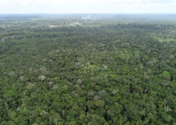 Ipaam registra queda de 21,09% no desmatamento e 37,5% nos focos de calor no Amazonas em maio