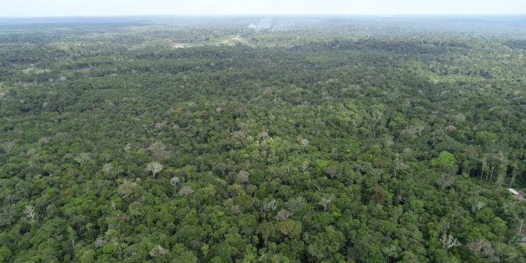 Ipaam registra queda de 21,09% no desmatamento e 37,5% nos focos de calor no Amazonas em maio