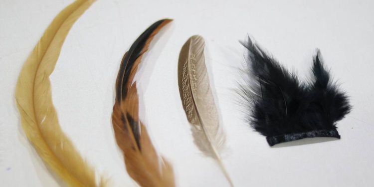 Festival de Parintins 2025: Amazonastur reforça campanha “Turismo sem Penas” para prevenir uso ilegal de penas naturais