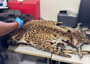 Crimes contra fauna e flora são investigados com apoio da perícia ambiental