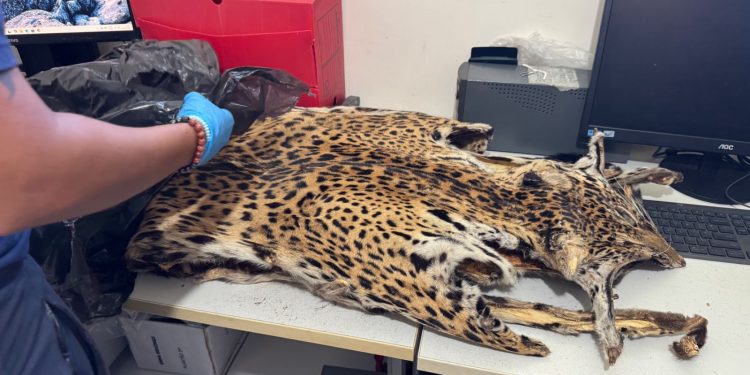 Crimes contra fauna e flora são investigados com apoio da perícia ambiental