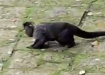 VÍDEO: macaco é resgatado ‘embriagado’ após consumir bebida de oferenda