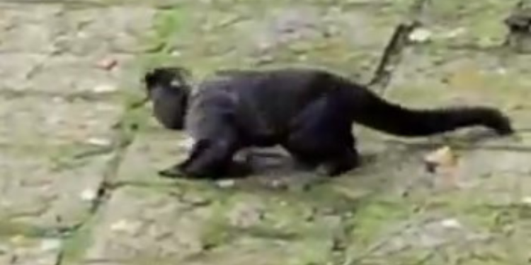 VÍDEO: macaco é resgatado ‘embriagado’ após consumir bebida de oferenda