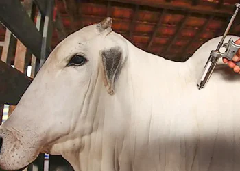 Em Brasília, Amazonas recebe certificado sanitário de estado livre de febre aftosa sem vacinação