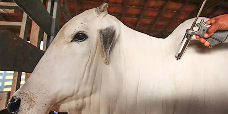 Em Brasília, Amazonas recebe certificado sanitário de estado livre de febre aftosa sem vacinação