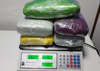 Cadela policial encontra seis quilos de haxixe escondidos em caixa de papelão