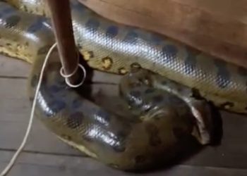 Vídeo: Sucuri de dois metros invade casa flutuante no Amazonas