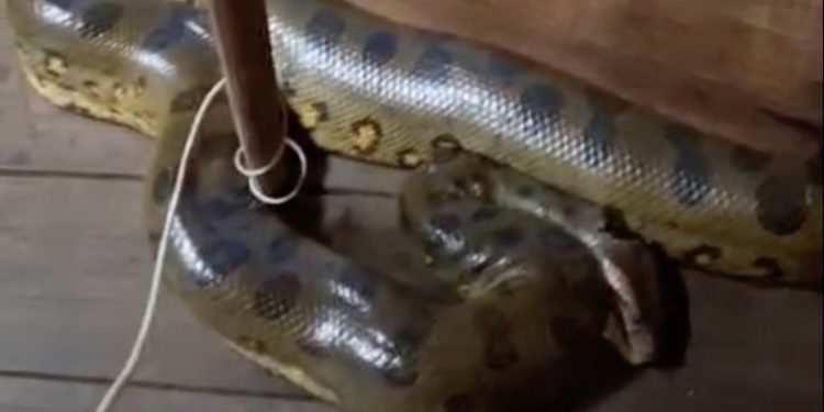 Vídeo: Sucuri de dois metros invade casa flutuante no Amazonas