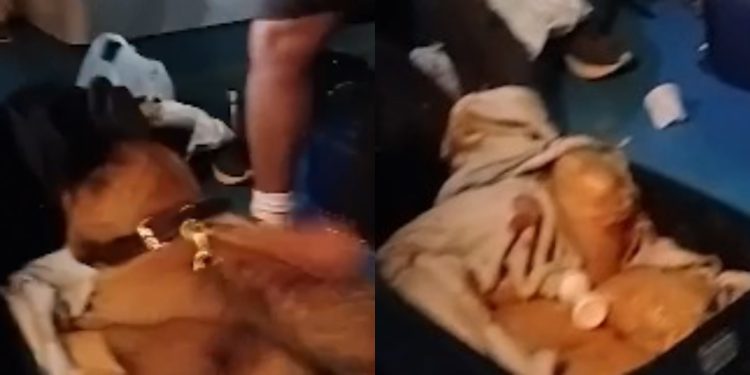 Base Arpão 3: 12 quilos de drogas são apreendidas no interior de uma mala