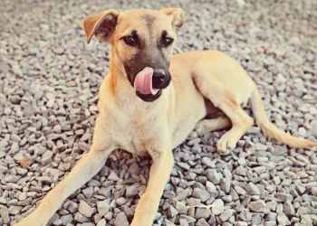 Vira-latas lideram ranking de pets mais populares do Brasil; veja top 10