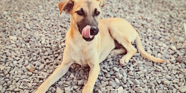 Vira-latas lideram ranking de pets mais populares do Brasil; veja top 10