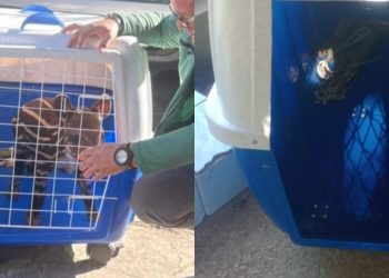 Risco de extinção: Ipaam resgata filhote de anta no Careiro Castanho