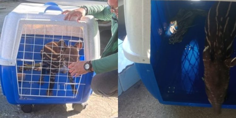 Risco de extinção: Ipaam resgata filhote de anta no Careiro Castanho