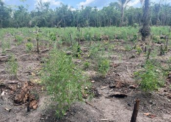 Operação 'Alvorada Verde' combate cultivo ilegal de maconha no interior do Amazonas