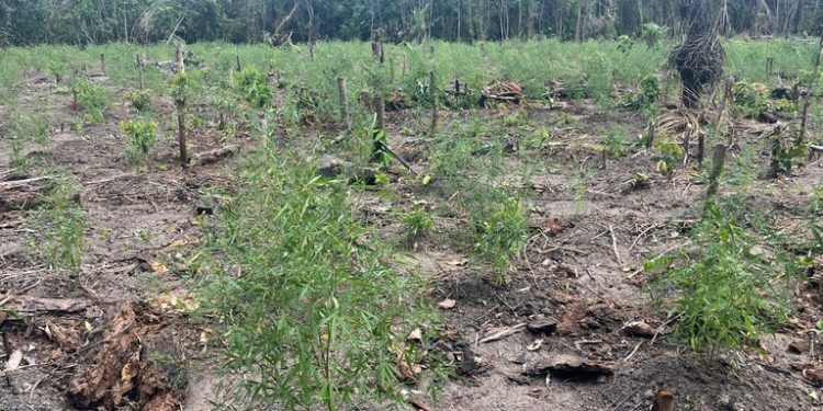 Operação 'Alvorada Verde' combate cultivo ilegal de maconha no interior do Amazonas