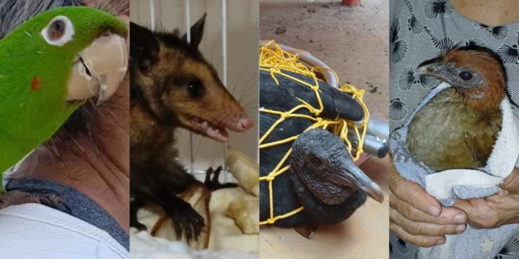 Ipaam resgata quatro animais silvestres após acionamento da população em Manaus