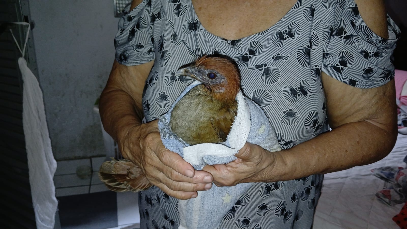 Ipaam resgata quatro animais silvestres após acionamento da população em Manaus