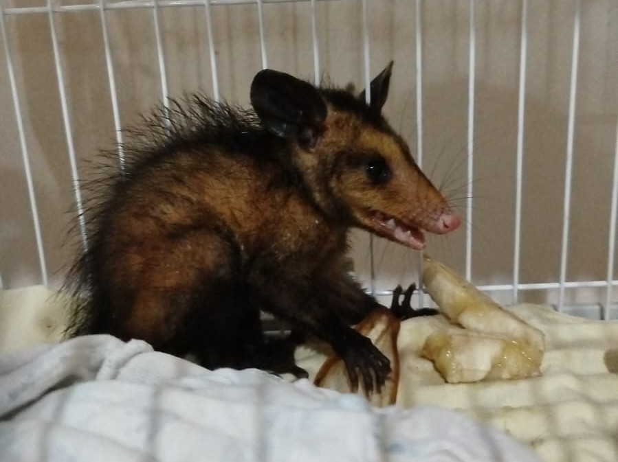 Ipaam resgata quatro animais silvestres após acionamento da população em Manaus