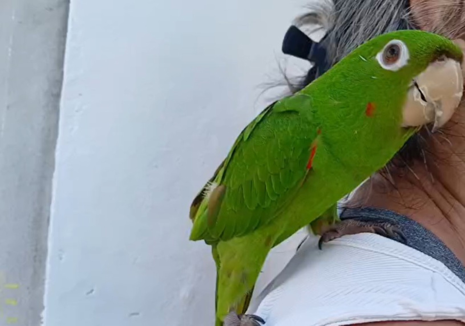 Ipaam resgata quatro animais silvestres após acionamento da população em Manaus