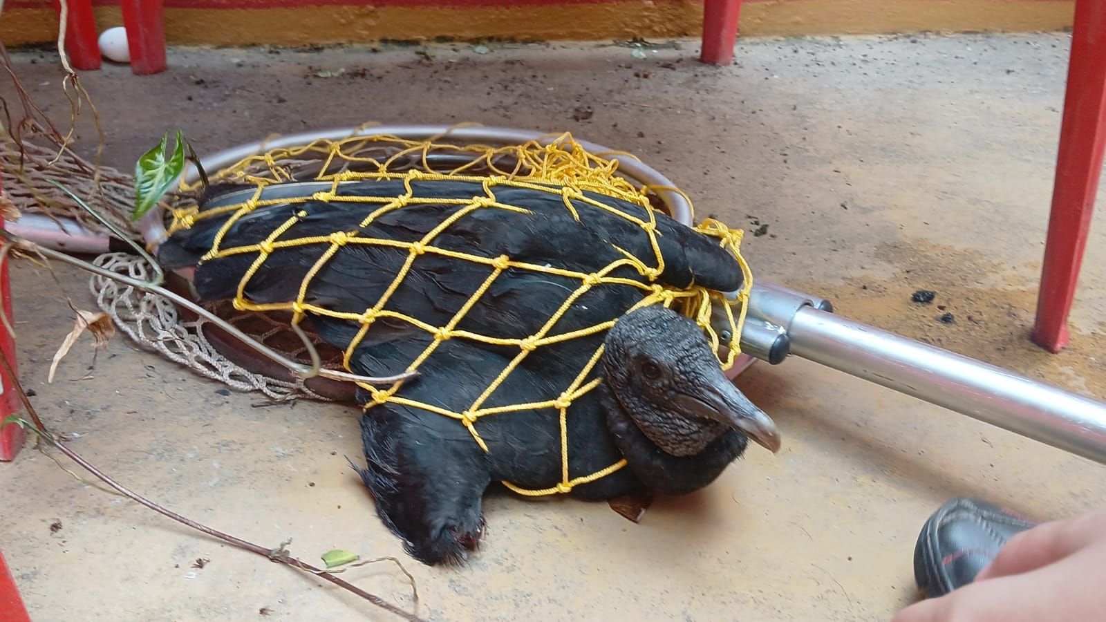 Ipaam resgata quatro animais silvestres após acionamento da população em Manaus