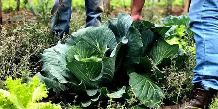 Agricultura familiar receberá R$ 60 milhões para produção de bioinsumo