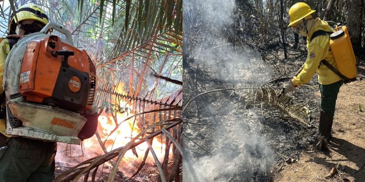Ibama combate incêndios florestais na Amazônia