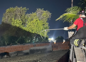 Vídeo: cachorro é resgatado pelo Corpo de Bombeiros em Parintins após ficar preso em telhado de residência