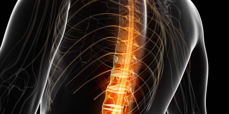 Pesquisa brasileira avança com medicamento para lesões na medula espinhal