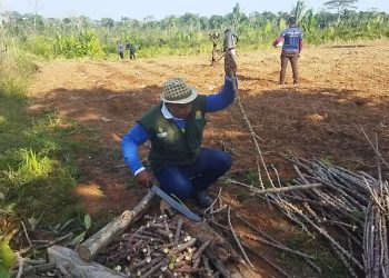Idam e Embrapa levam nova variedade de mandioca para agricultores familiares de Lábrea