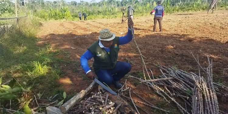 Idam e Embrapa levam nova variedade de mandioca para agricultores familiares de Lábrea