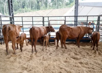 Expoagro 2025: Governo do Estado promove a 47ª edição do maior evento de agronegócio sustentável do AM