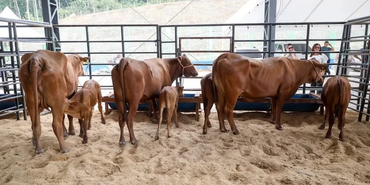 Expoagro 2025: Governo do Estado promove a 47ª edição do maior evento de agronegócio sustentável do AM