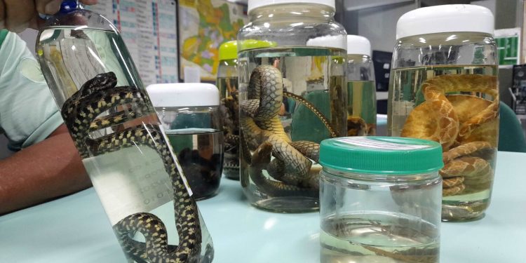 Expoagro 2025: FVS-RCP leva prevenção e saúde ao campo