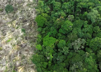 Em 40 anos, Amazônia perdeu área de vegetação do tamanho da França