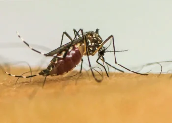 Infecções por Aedes aegypti elevam risco de complicações no parto