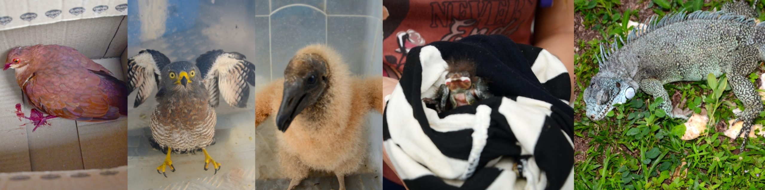 Ipaam resgata sete animais silvestres após acionamento da população em Manaus