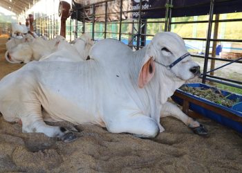 Expoagro 2025: Avanço genético e aumento na quantidade de animais em exposição marcam a 47ª edição