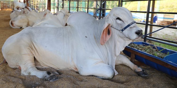 Expoagro 2025: Avanço genético e aumento na quantidade de animais em exposição marcam a 47ª edição