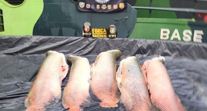 Base Arpão 2: PMAM apreende 240 quilos de pirarucu durante fiscalização