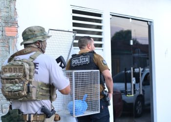 Balanço da SSP-AM: Em setembro, Amazonas registra queda histórica de homicídios