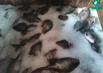Ipaam e Batalhão Ambiental da PM apreendem cinco toneladas de peixe sem documentação no bairro Educandos