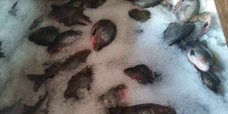 Ipaam e Batalhão Ambiental da PM apreendem cinco toneladas de peixe sem documentação no bairro Educandos