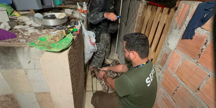 Mais de 20 animais são resgatados de canil clandestino na zona leste de Manaus