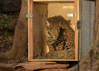 Onça-pintada resgatada no meio do Rio Negro é devolvida à natureza após operação de 24 horas, no Amazonas