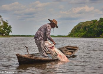 Gigantio: Projeto fortalece cadeia do pirarucu na Amazônia