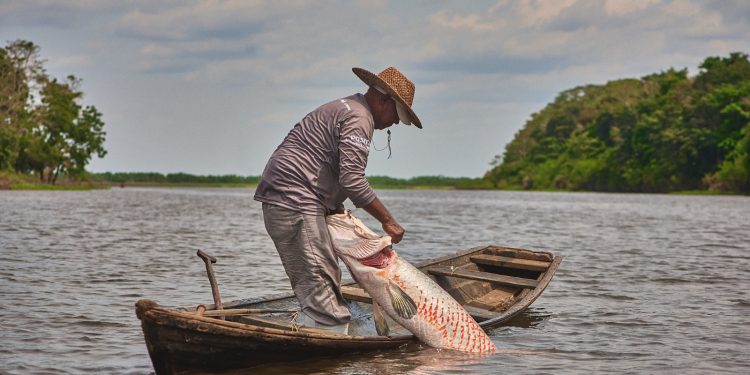 Gigantio: Projeto fortalece cadeia do pirarucu na Amazônia
