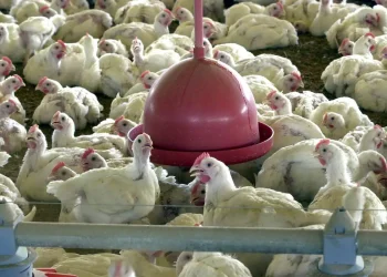 China suspende proibição de compra de carne de frango do Brasil